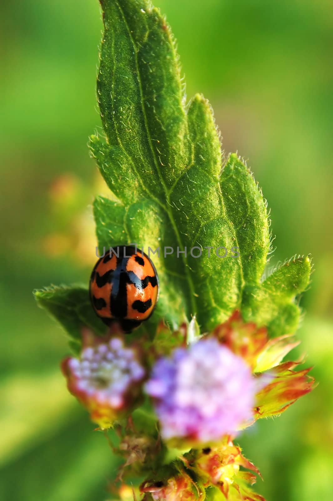 A ladybird resting on leaf of eupatorium catarium