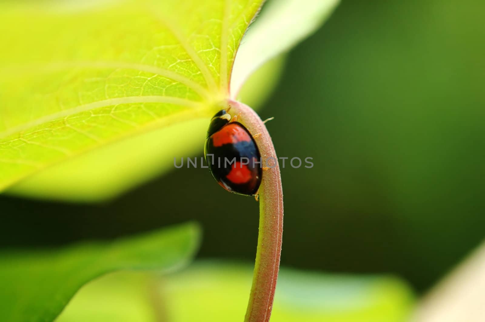 A small ladybird hiding below a leaf