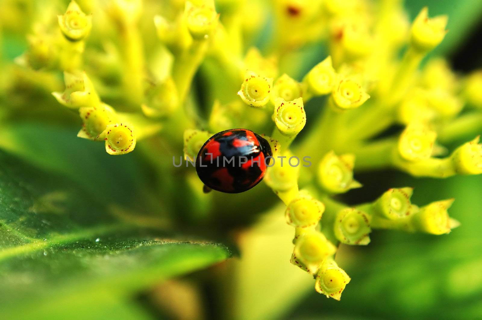 A ladybird standing on yellow flowers