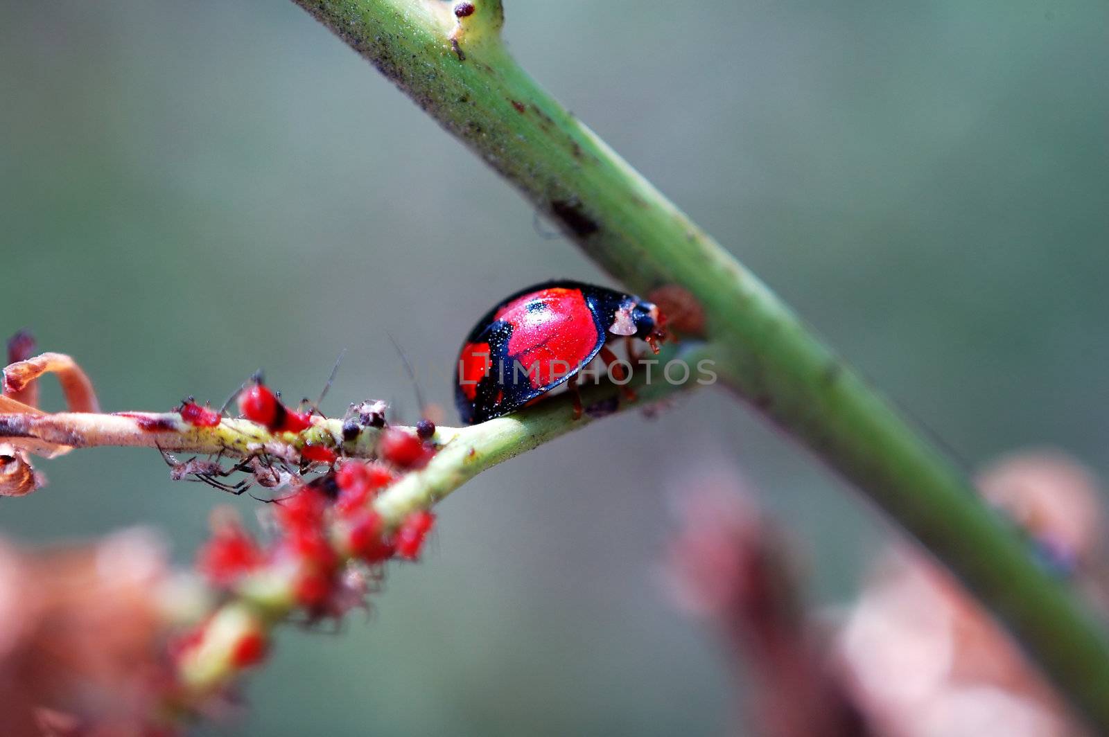 A ladybird staying with the group of red aphids