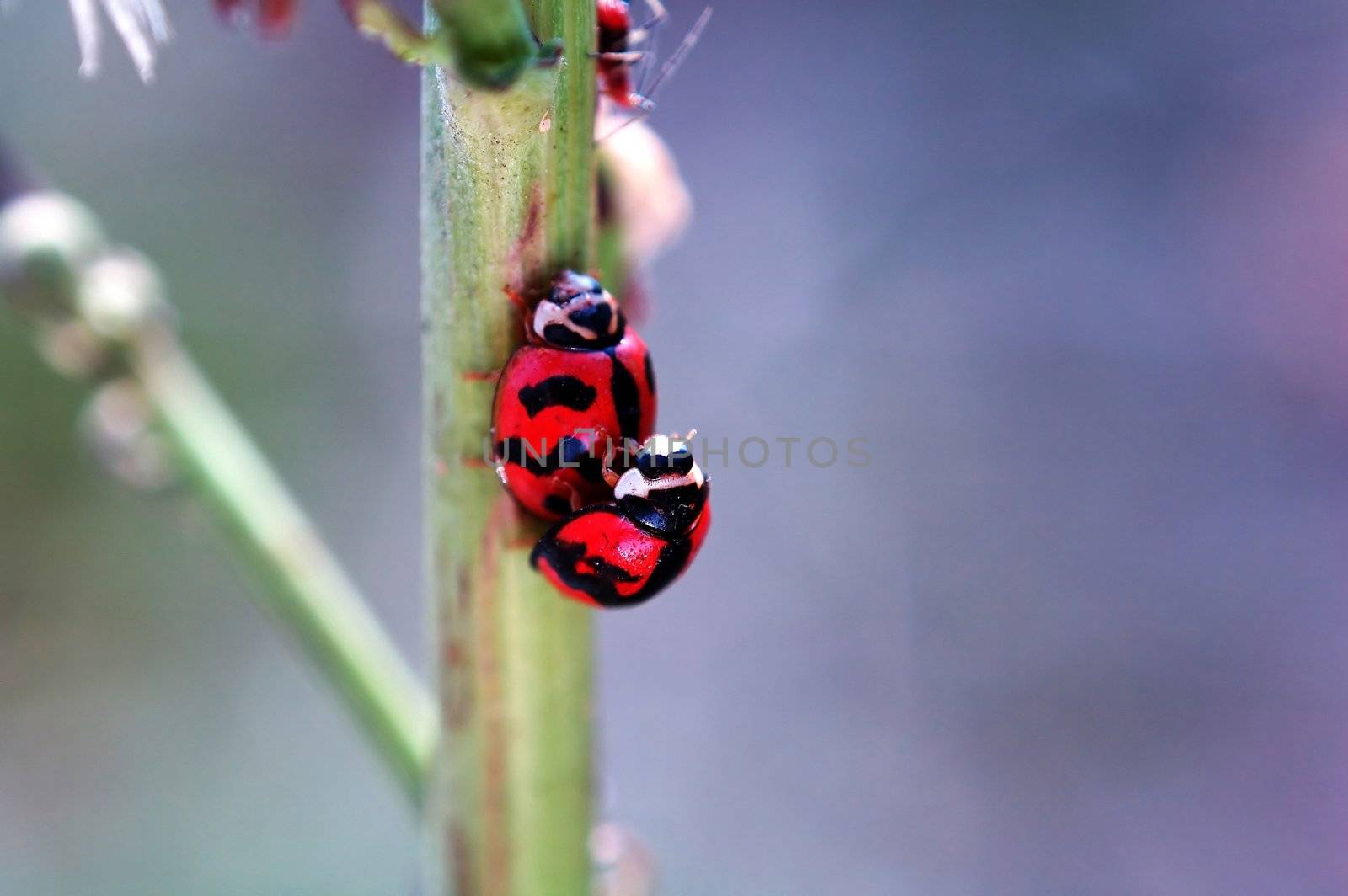 Ladybirds mating beside a small aphid