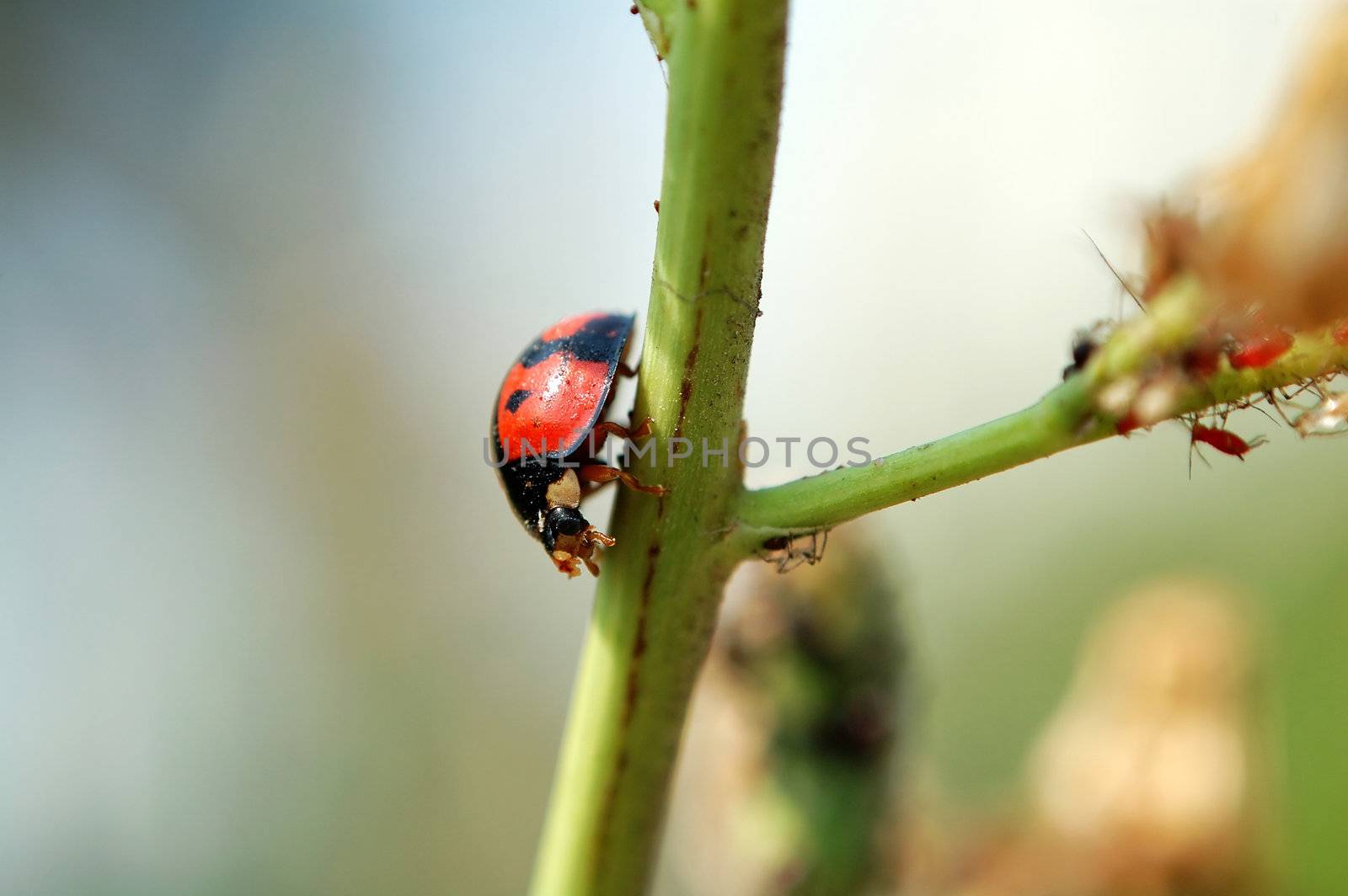 A ladybug walking on stem of plant