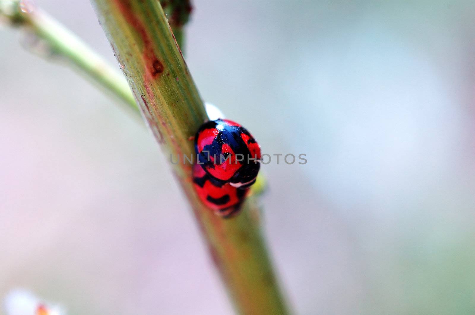 A romantic scene of two mating ladybirds