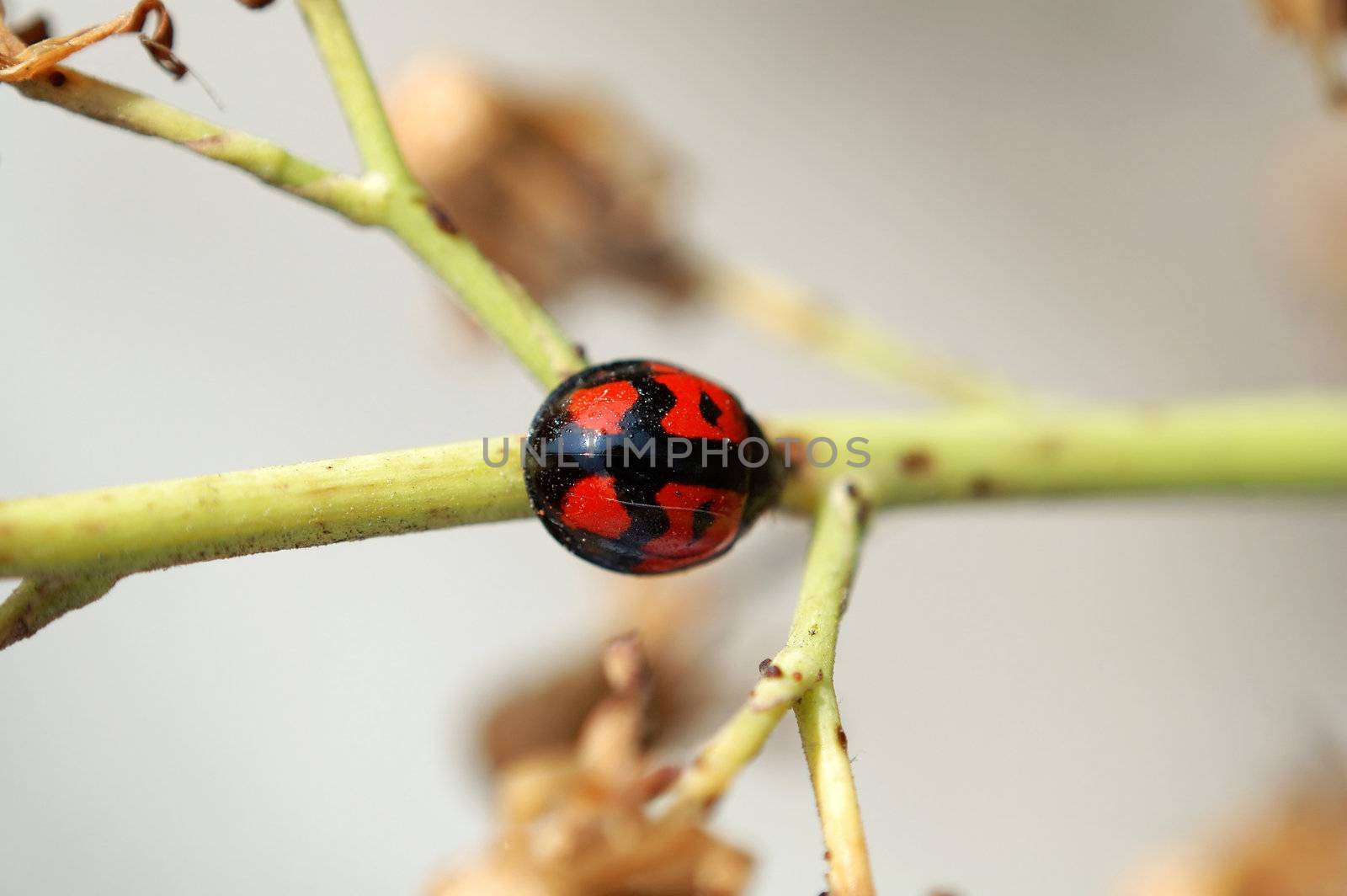 A ladybird walking along a tem of plant