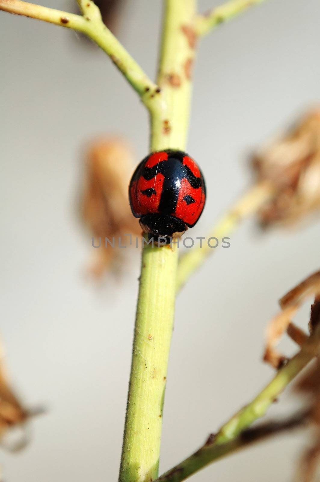 A ladybird walking along a yellow stem