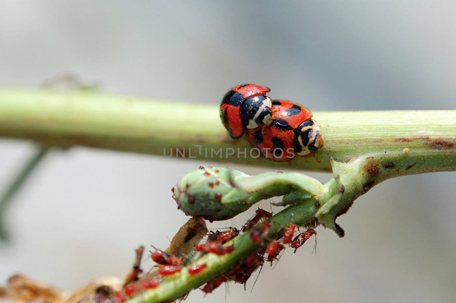 Two ladybirds mating beside group of red aphids