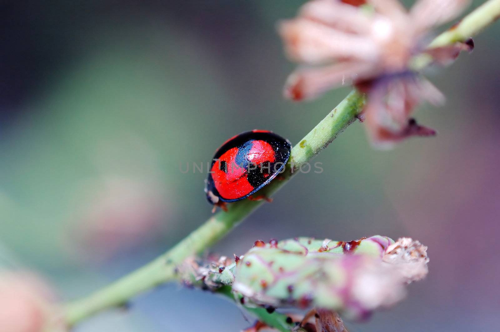 A ladybird walking on stem of compositae plant