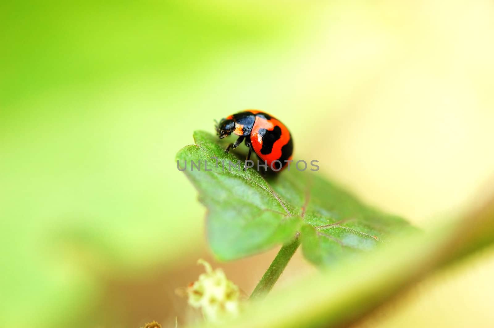A ladybird staying on a green leaf