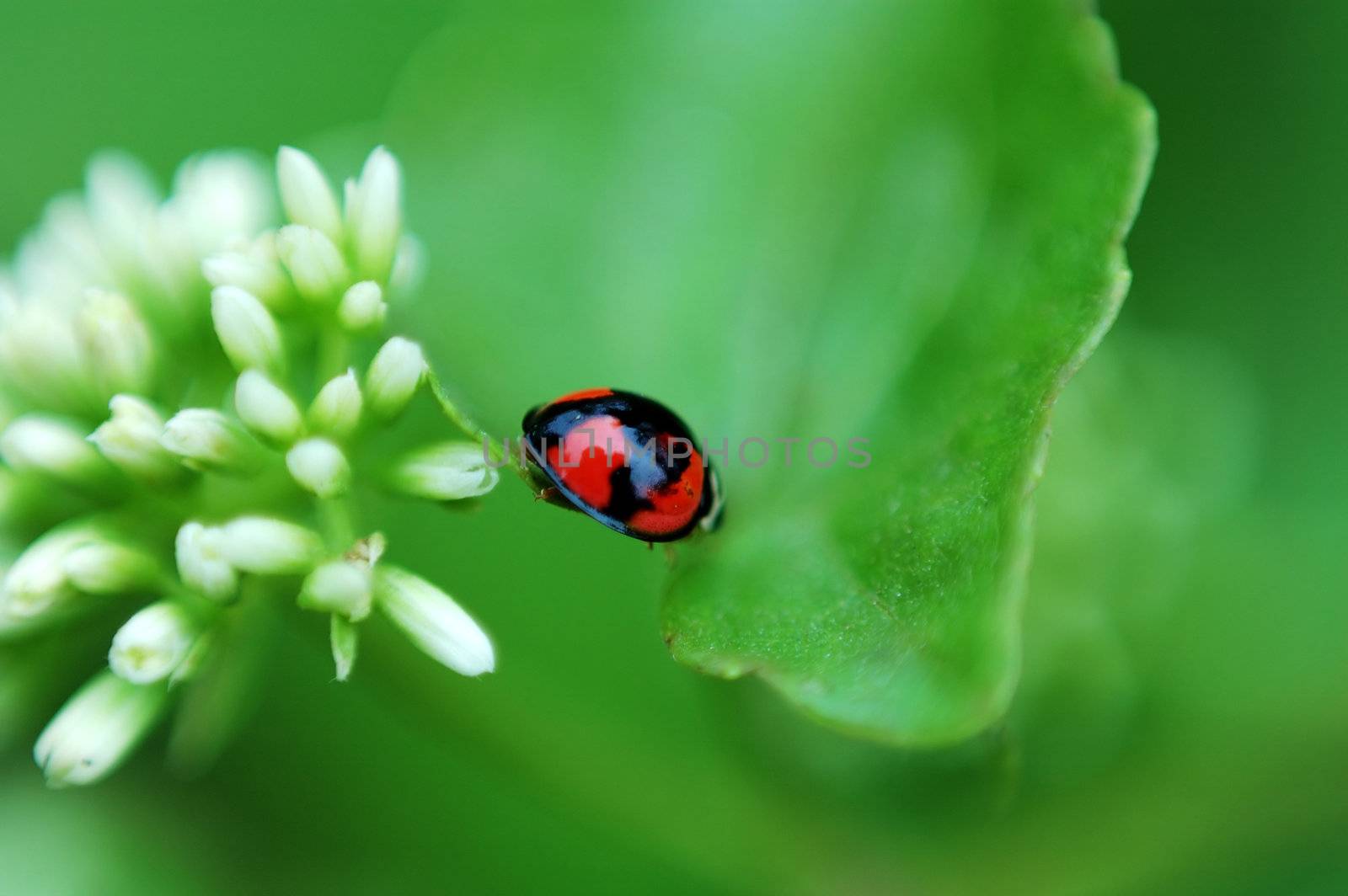 A scene of ladybird and the white flower