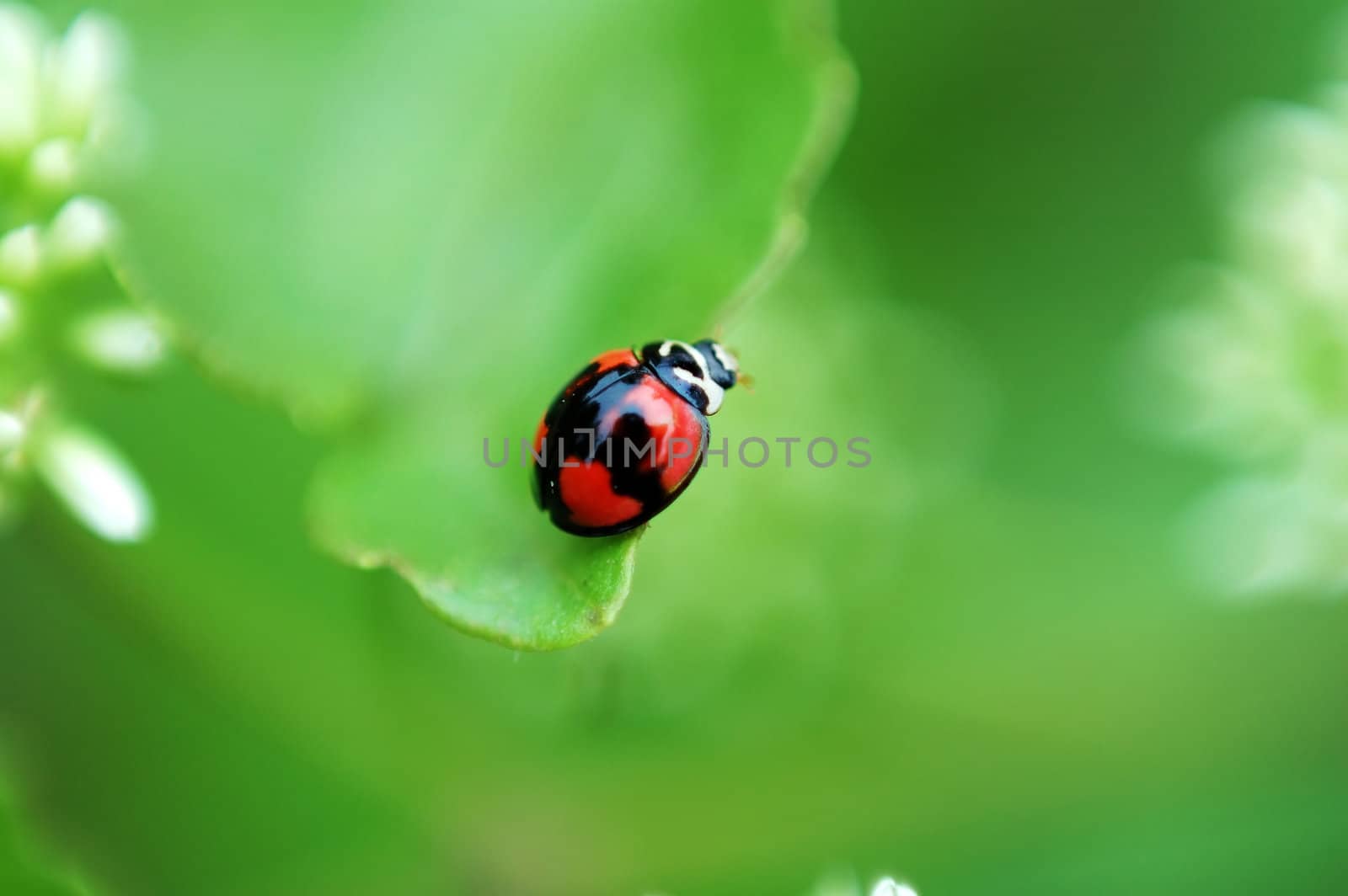 A ladybird walking around a plant leaf