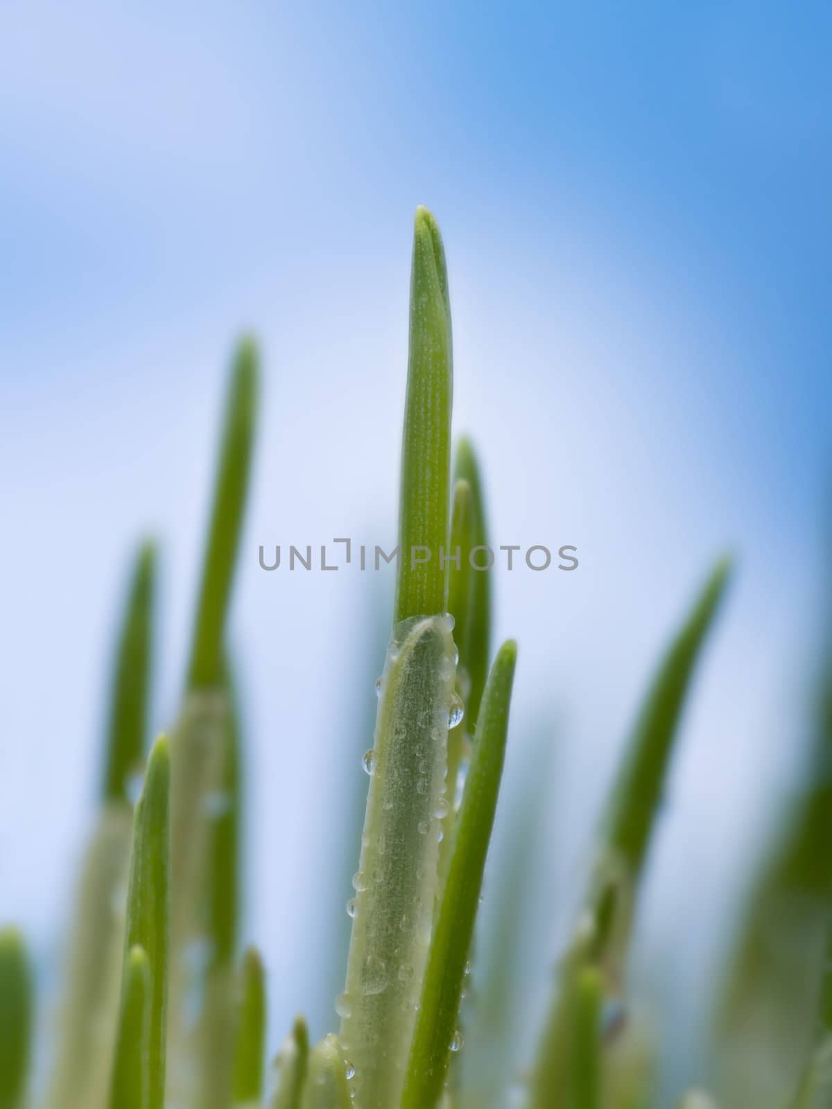 Grass with water drops over a blue sky