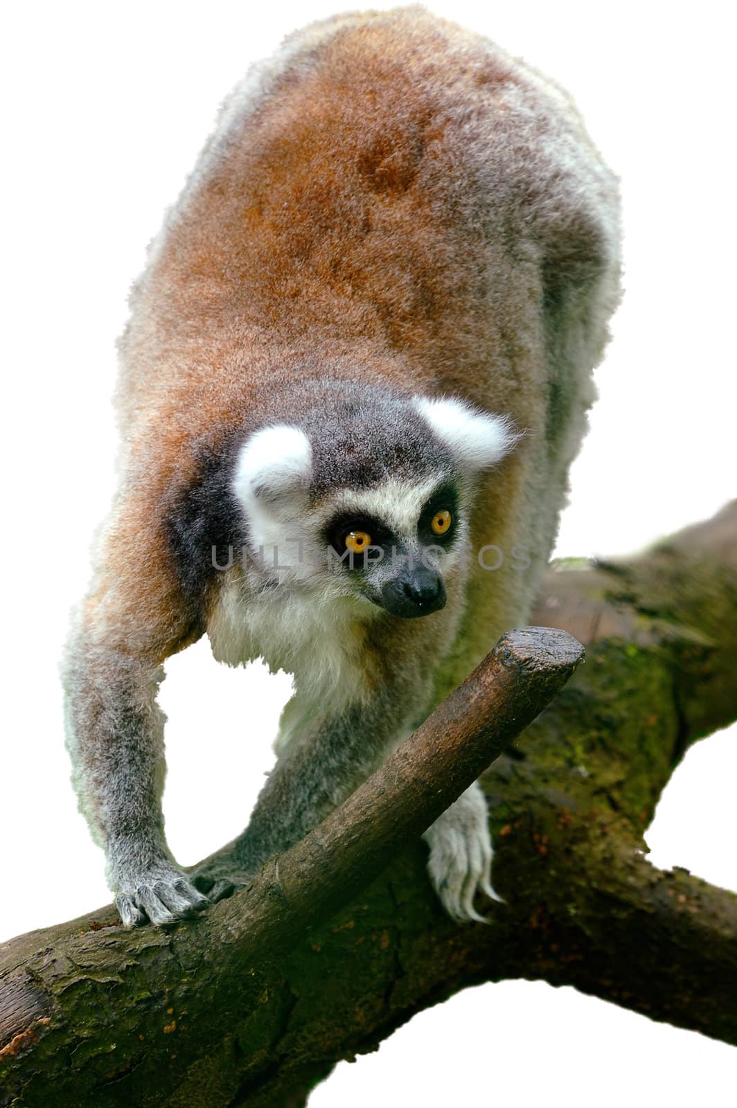 Isolated lemur on the beam