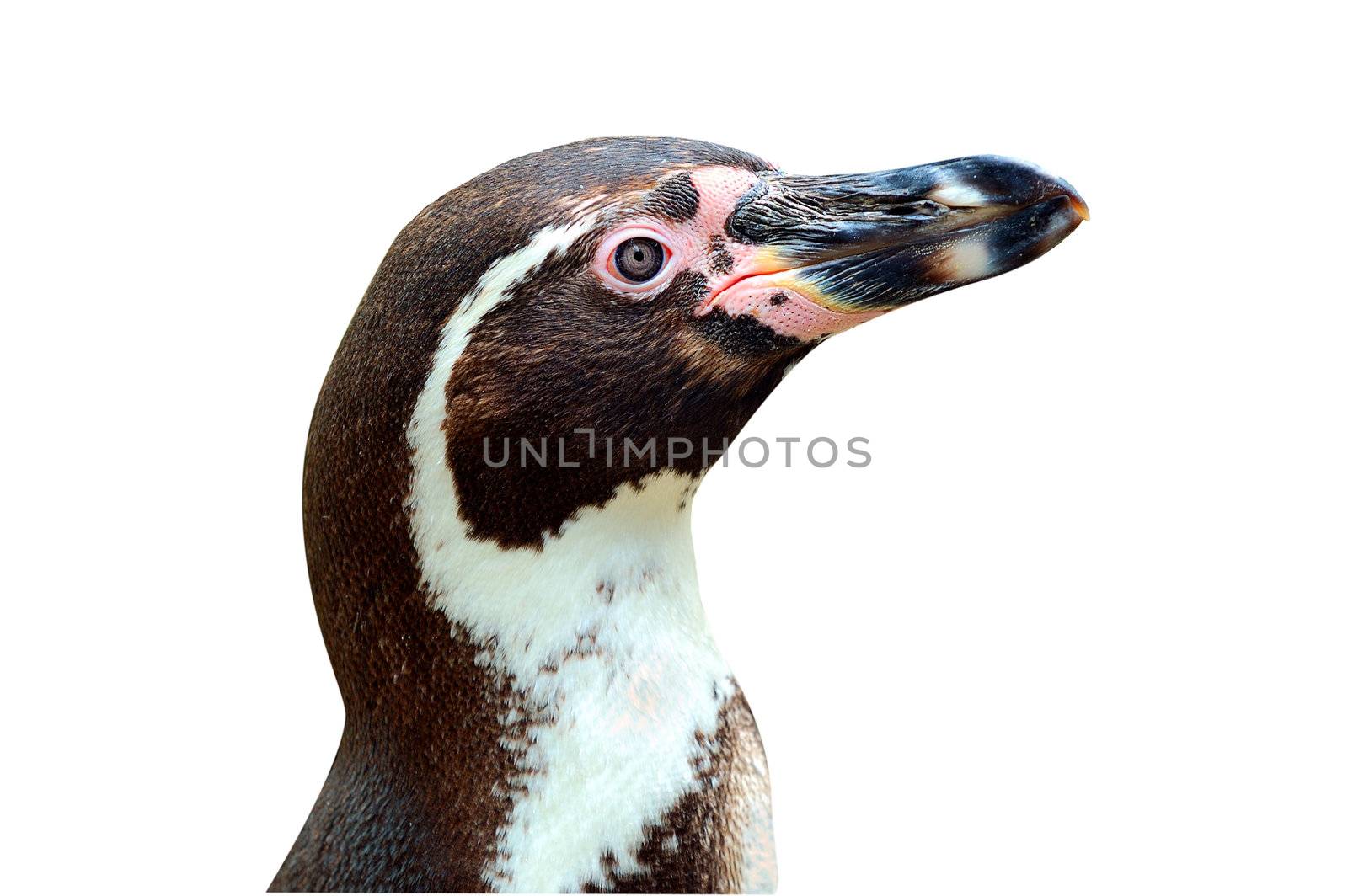 Head of penguin by vselenka