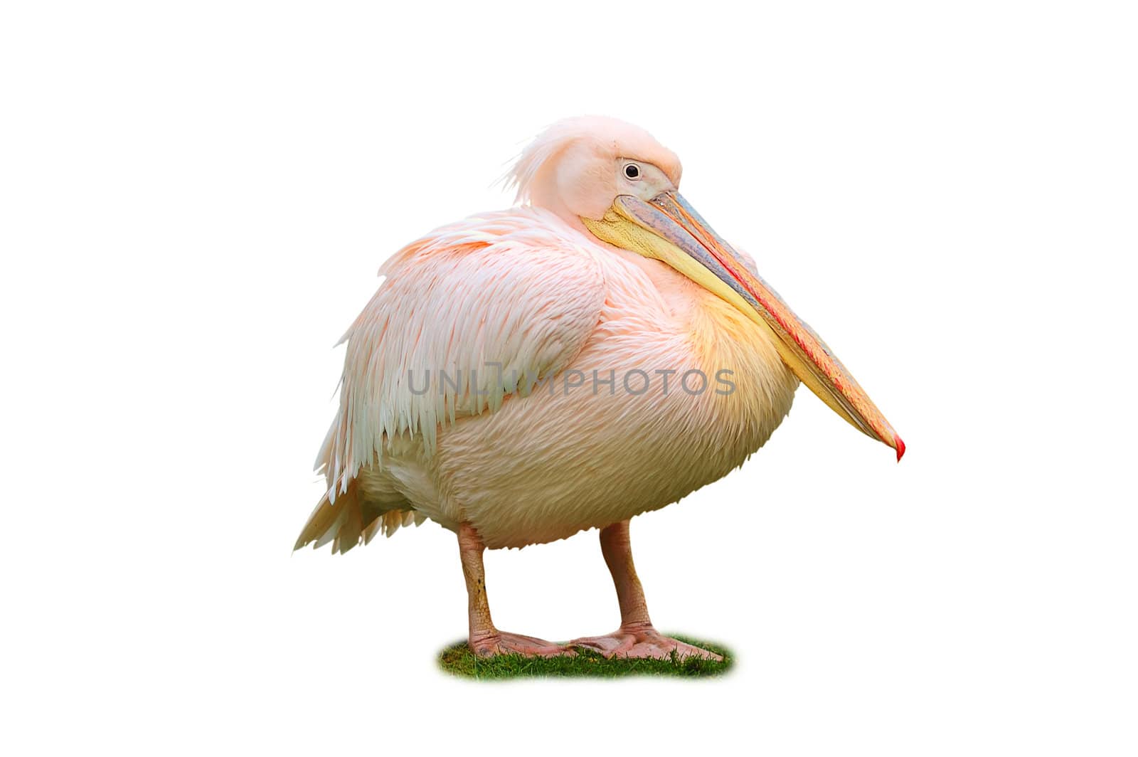 Pink pelican by vselenka