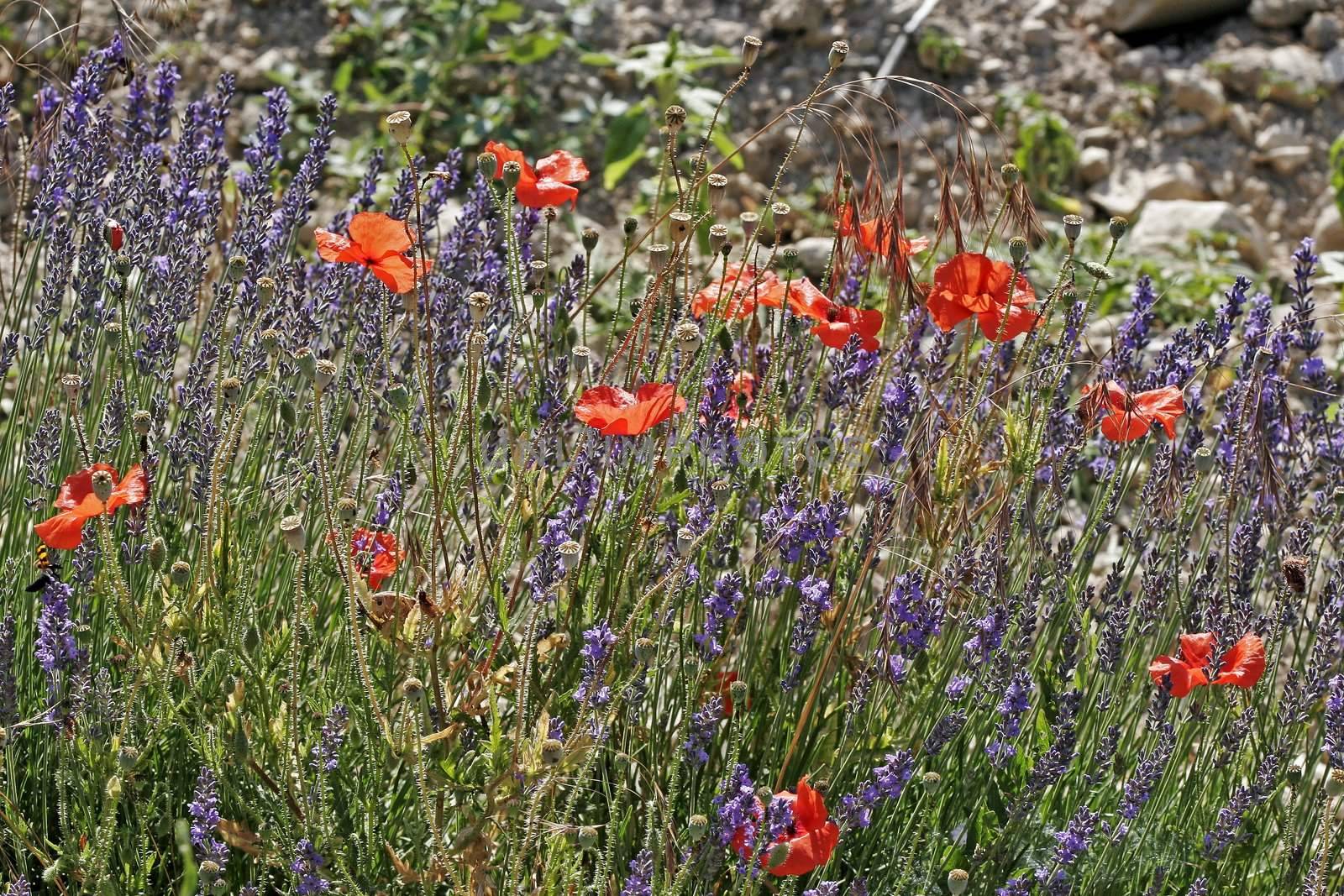 Lavender fields with shining poppies near Senanque, Luberon, Provence, South France. 
Bei Seanque, Lavendelfelder mit Mohnblüten im Gegenlicht, Provence.
