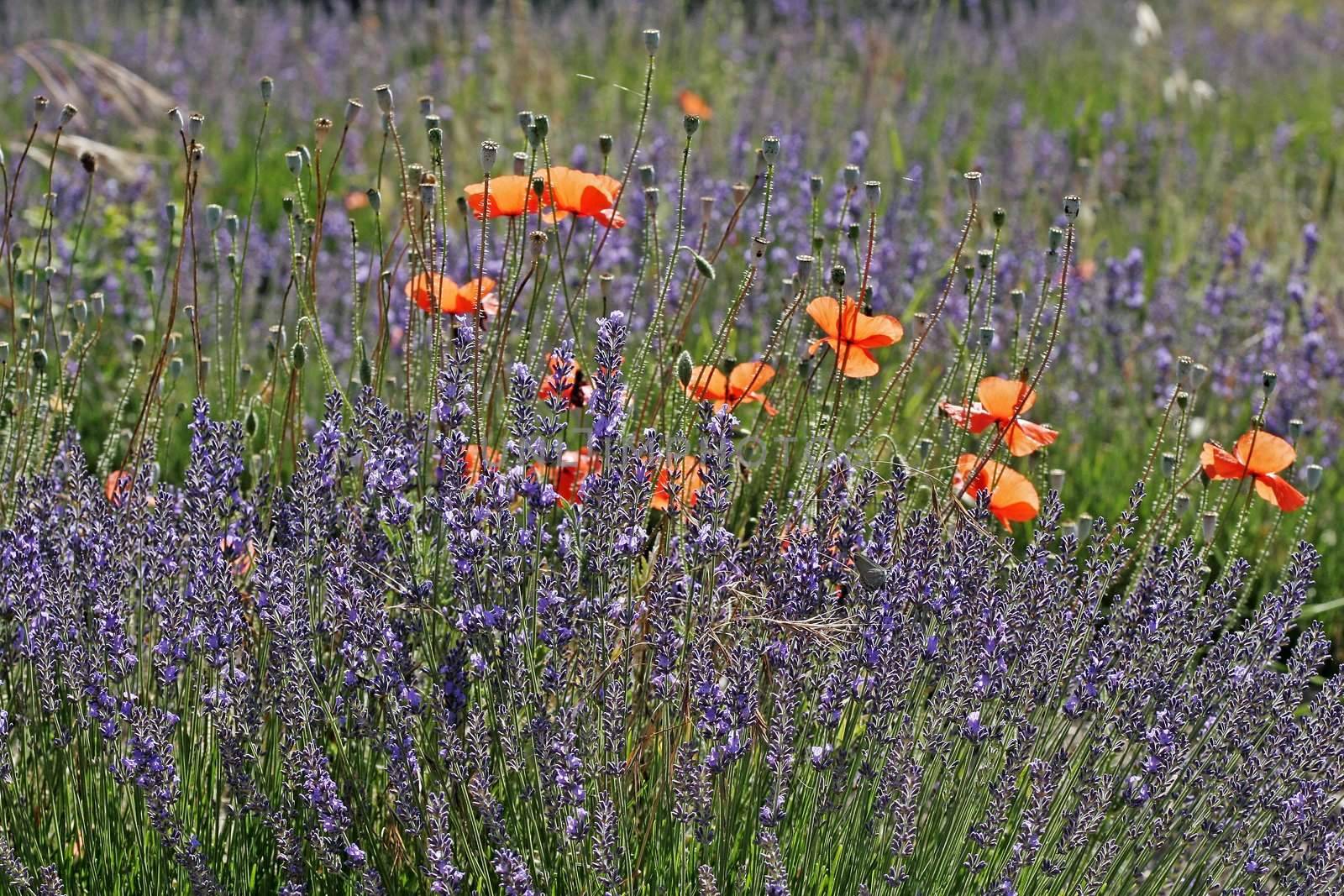 Lavender fields with shining poppies near Senanque, Luberon, Provence, South France. Bei Seanque, Lavendelfelder mit Mohnblüten im Gegenlicht, Provence.