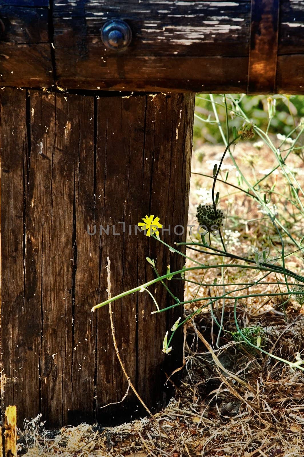 Close up fa a little yellow flower at wooden fence feet