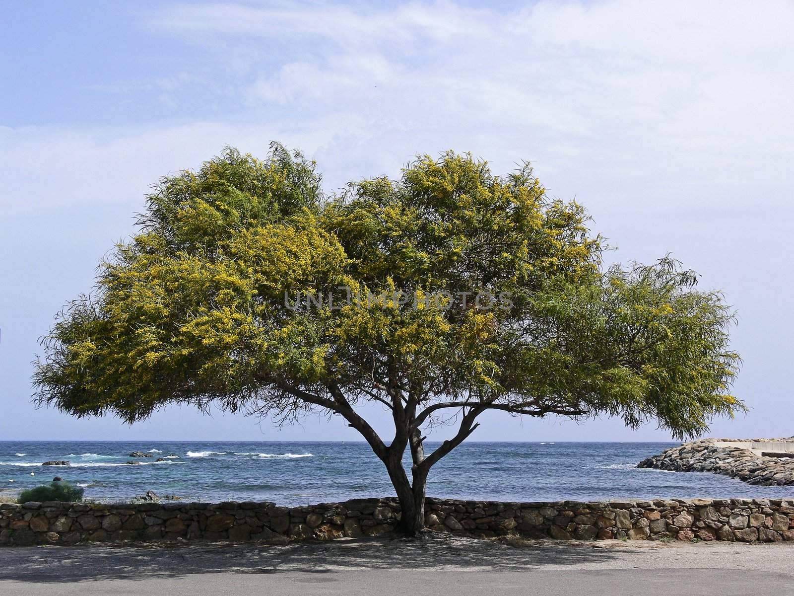 San Teodoro, Akazie, Acacia by Natureandmore