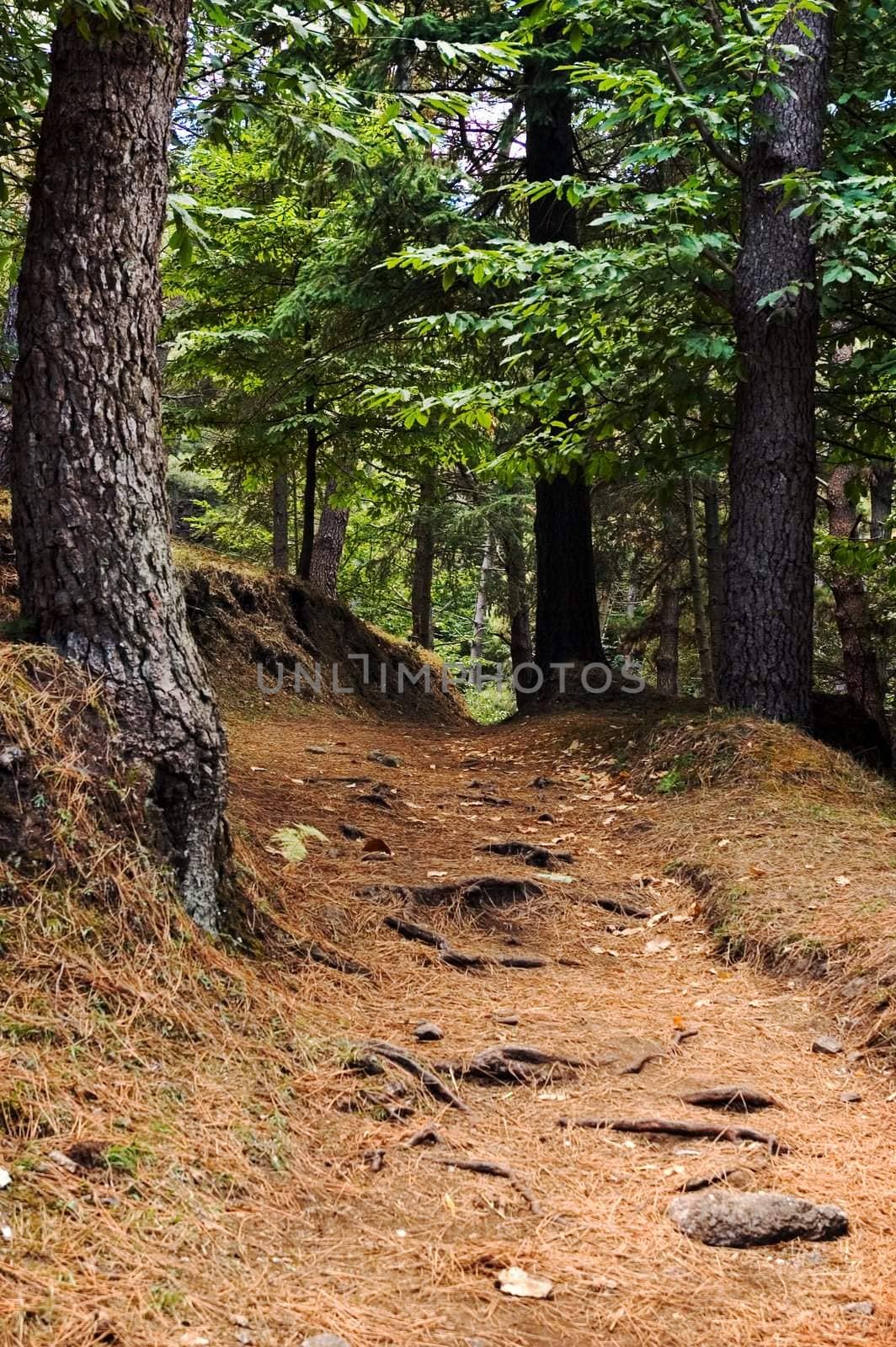 Path in the wood with fallen leaves