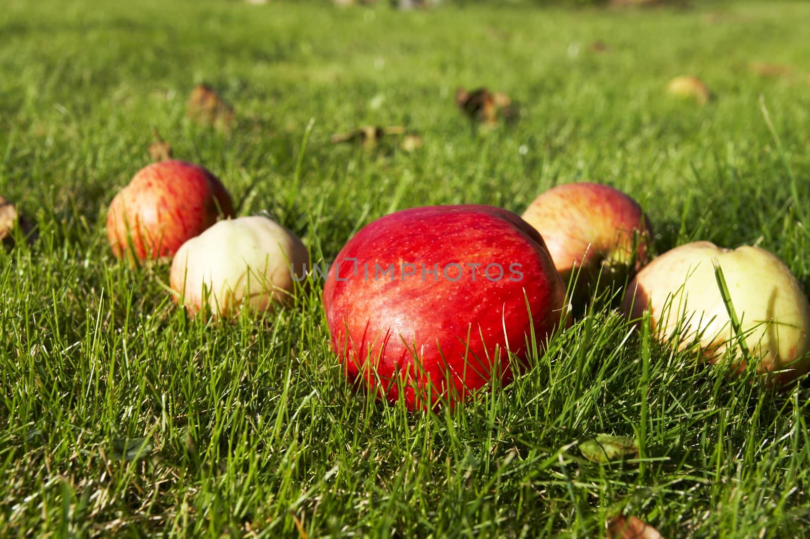 Red interesting colored apple on grass