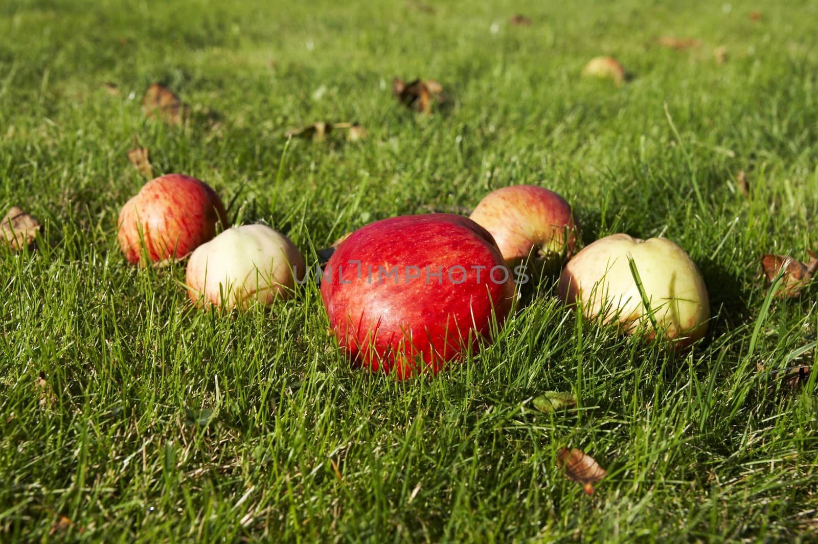 Red interesting colored apple on grass