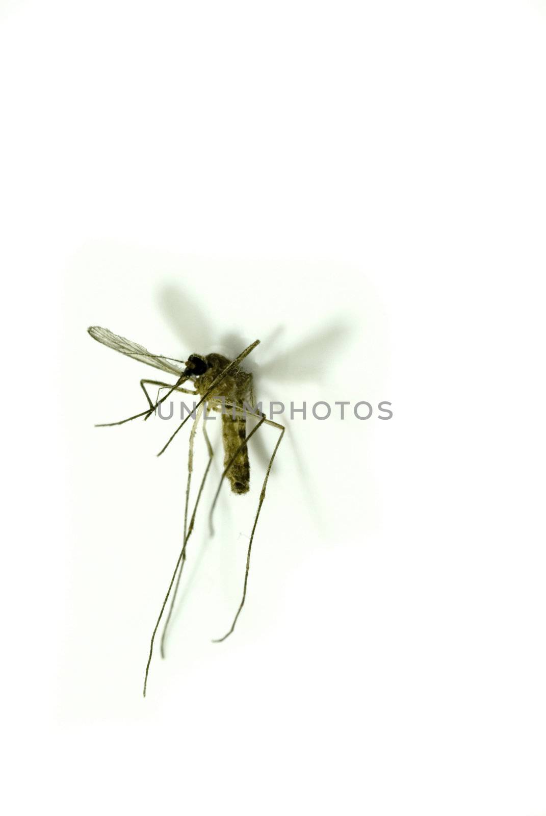 mosquito by stockarch