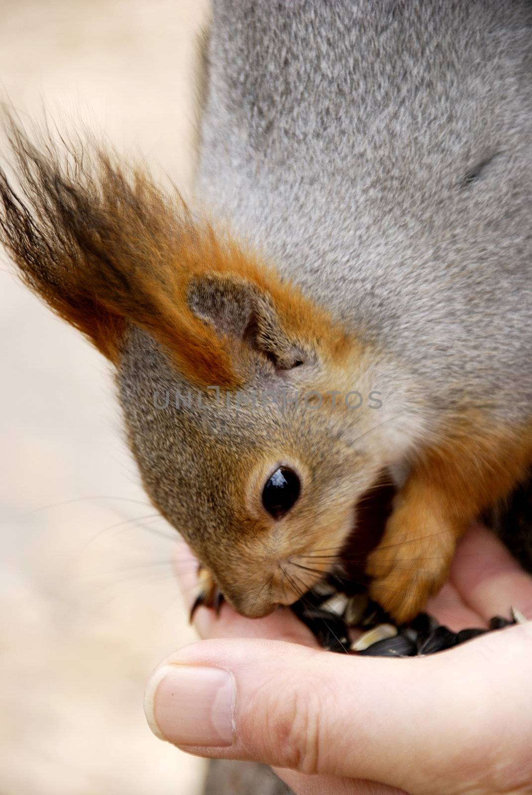 Squirrel eats from hands seed