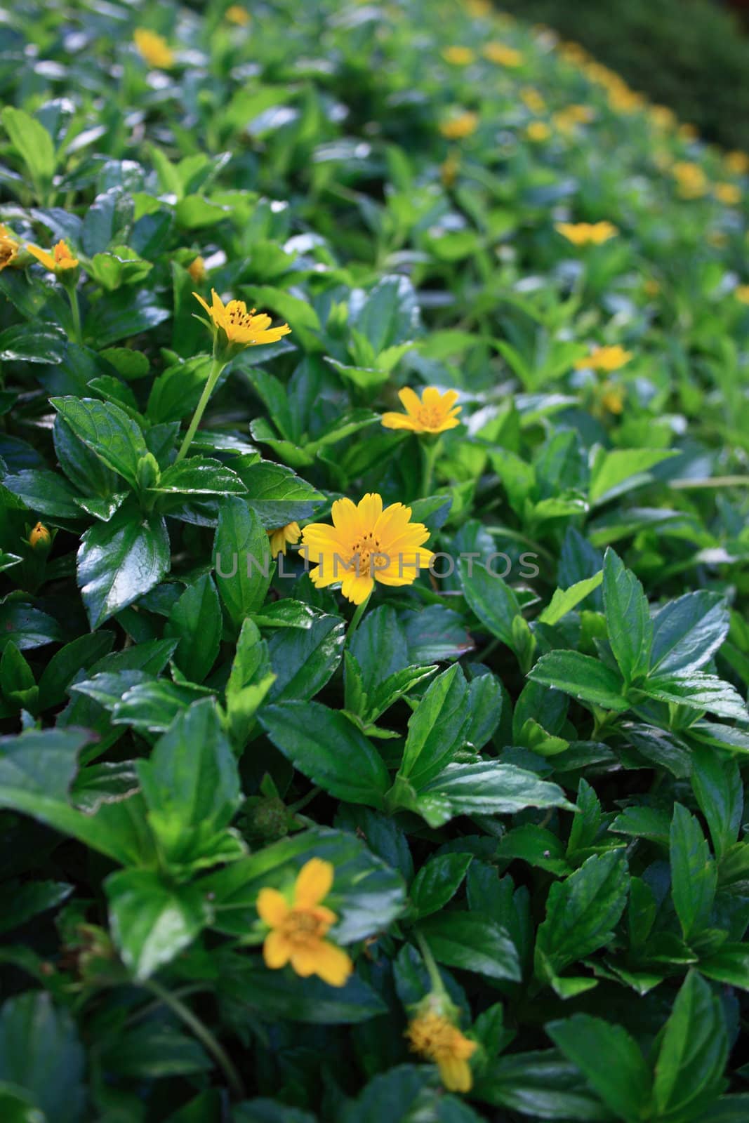 Yellow Flower by BengLim