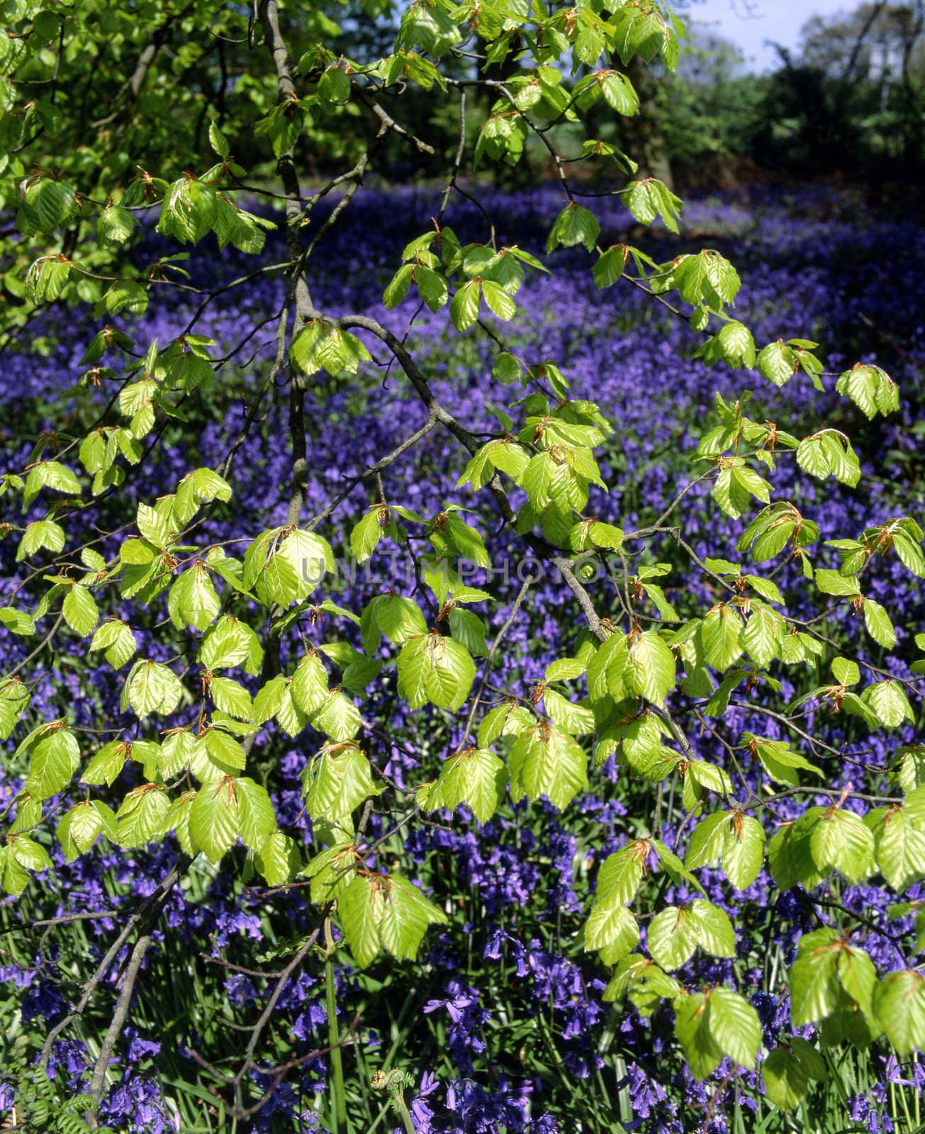 Bright new Spring leaves with bluebells in the background