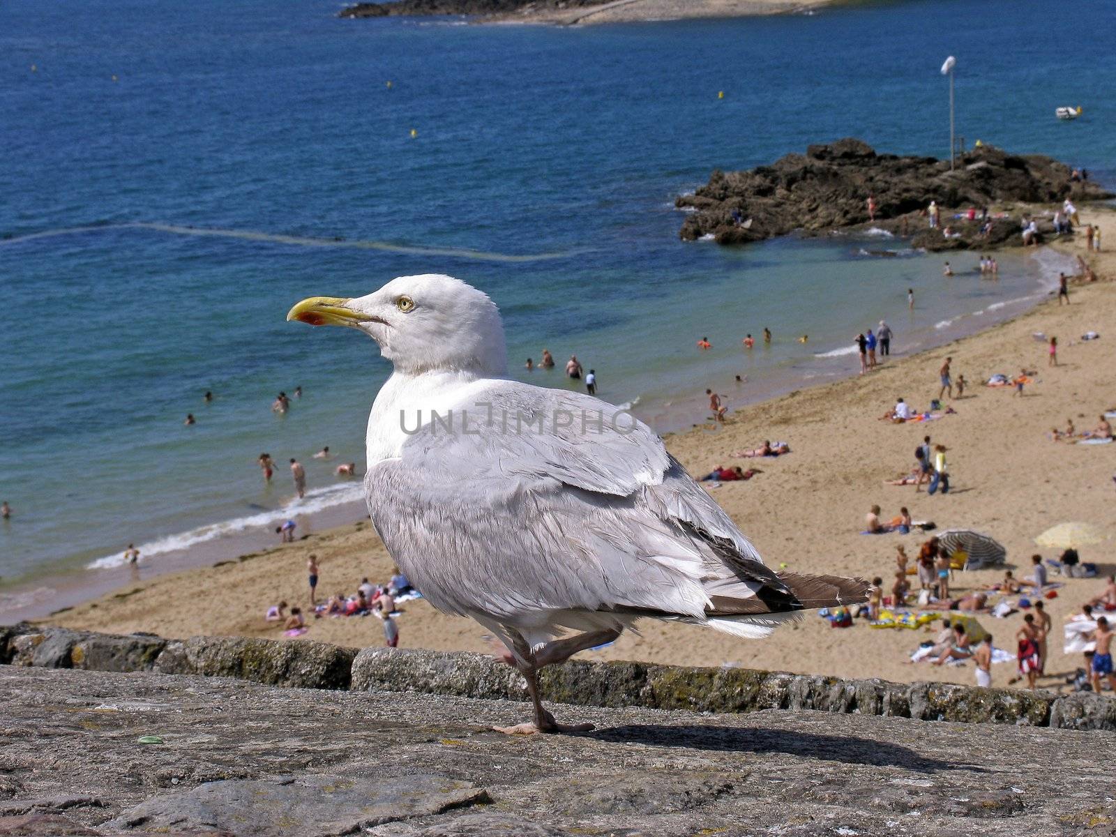 A Gull looking over the beach near St-Malo, Brittany, North France.