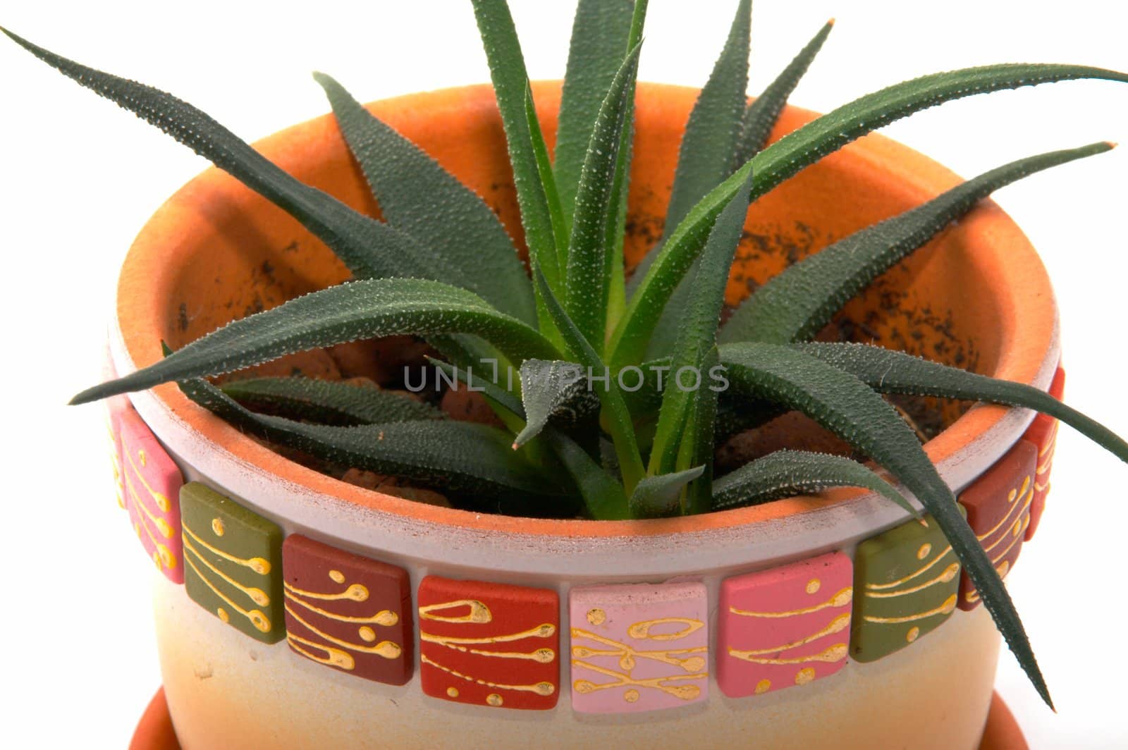 aloe vera leaves detailed on a white background