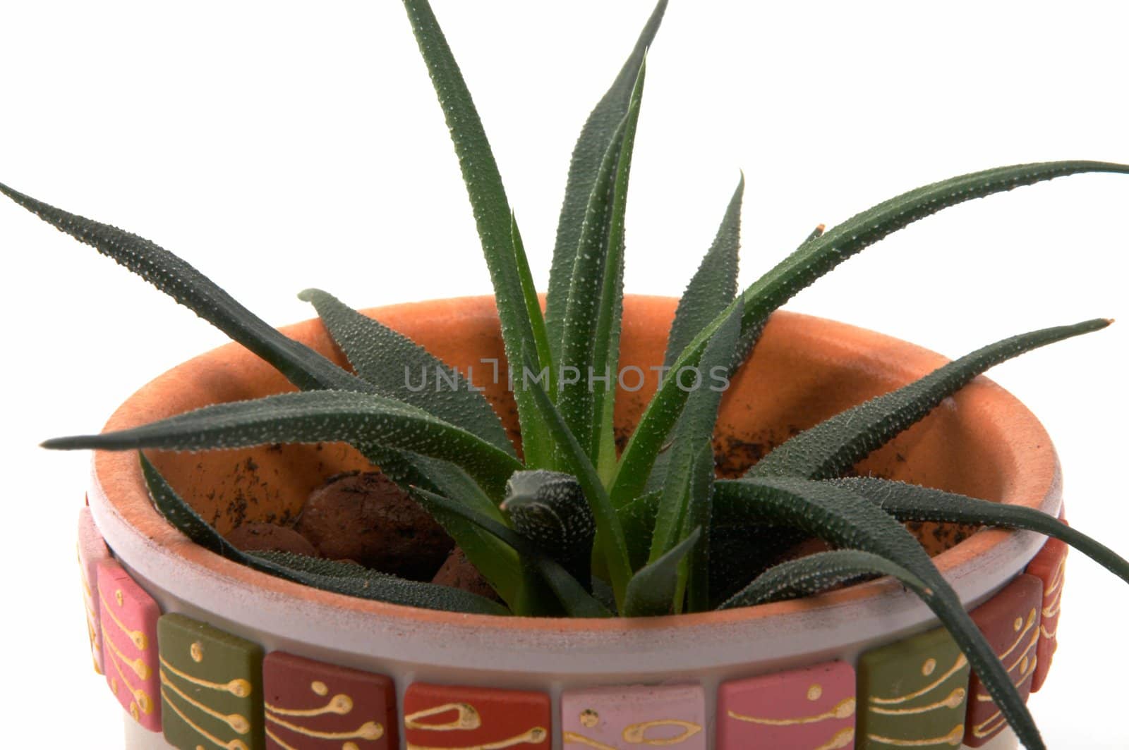 aloe vera leaves detailed on a white background