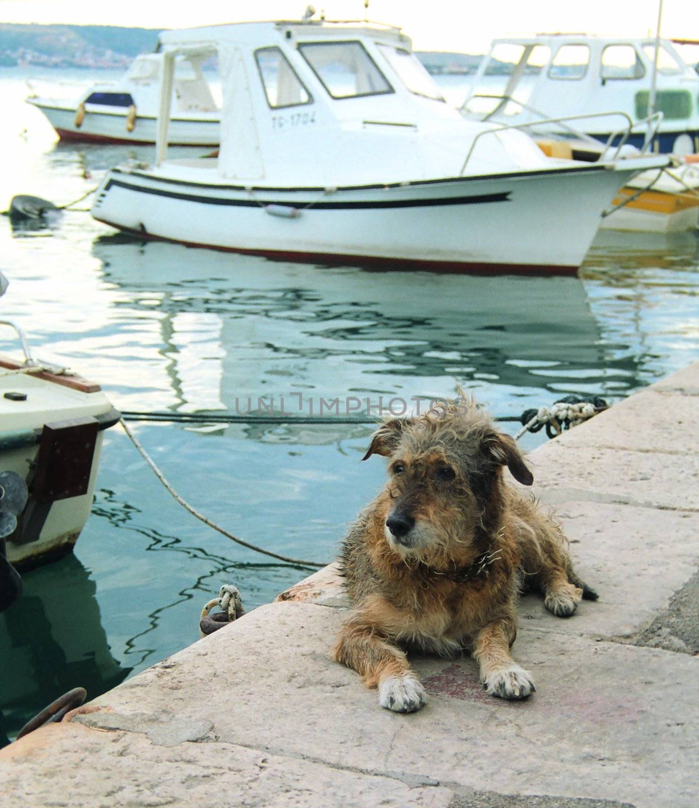 Wet dog on the pier near boats