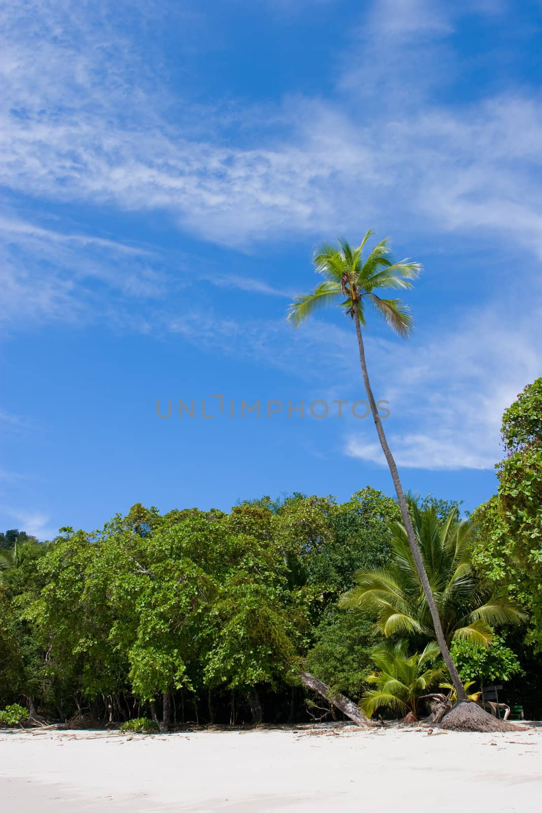 Palm Tree at the Beach by ajn