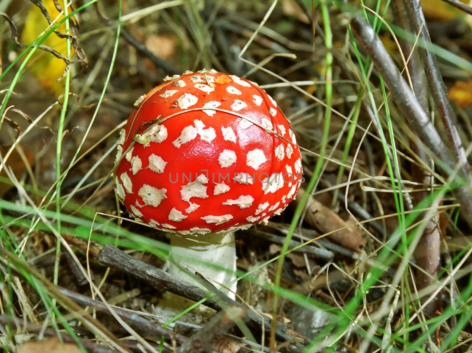 Fly agaric among grass and branches in autumn forest