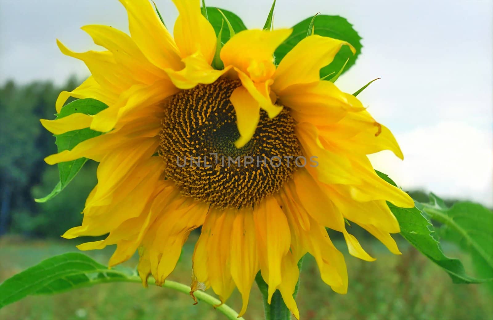 Sunflower in nature close-up
