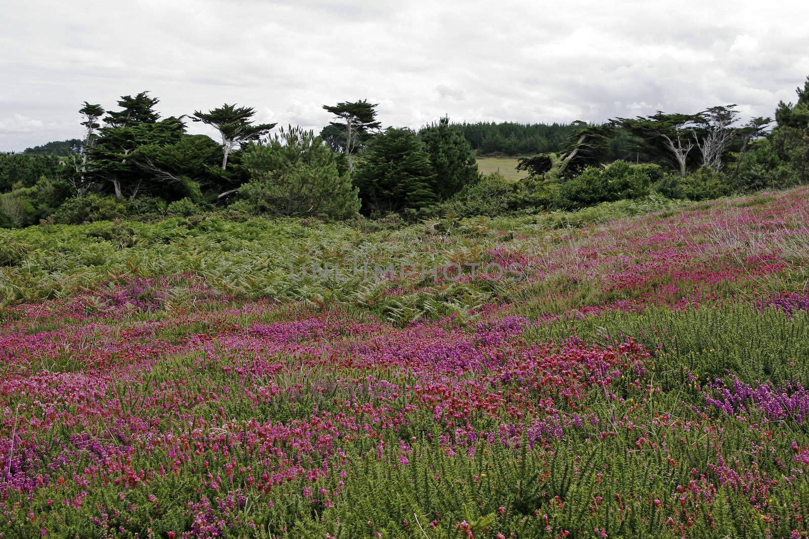 Cap Sizun, Kastel Koz, Heath landscape in Brittany by Natureandmore