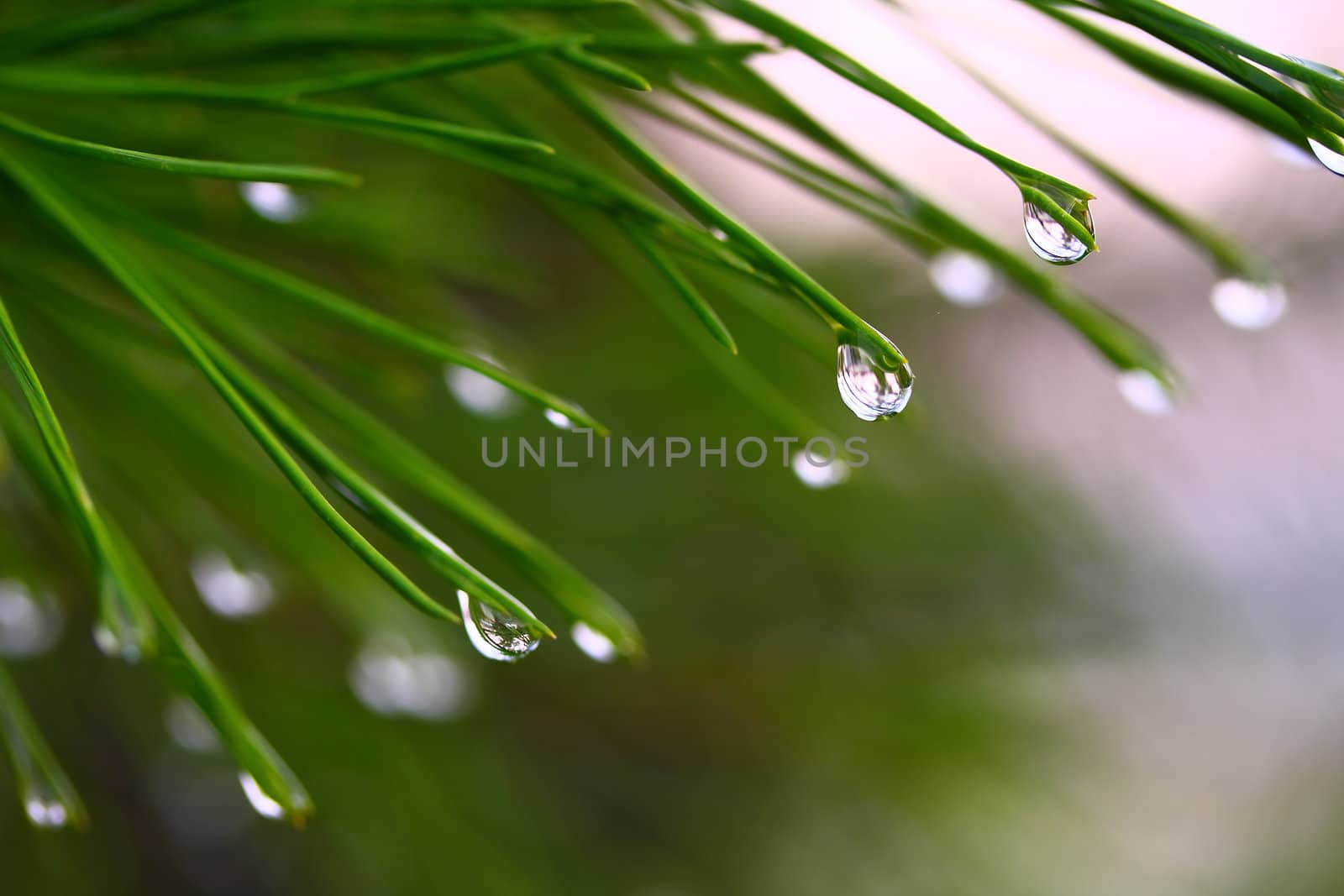Leaf and water drops, macro