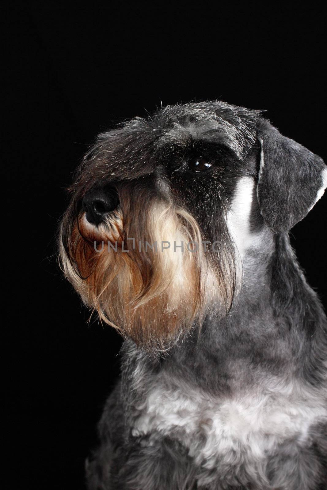 schnauzer portrait  by catolla