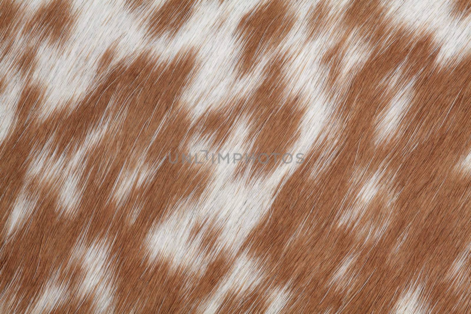 Macro photo of real brown and white cowhide.