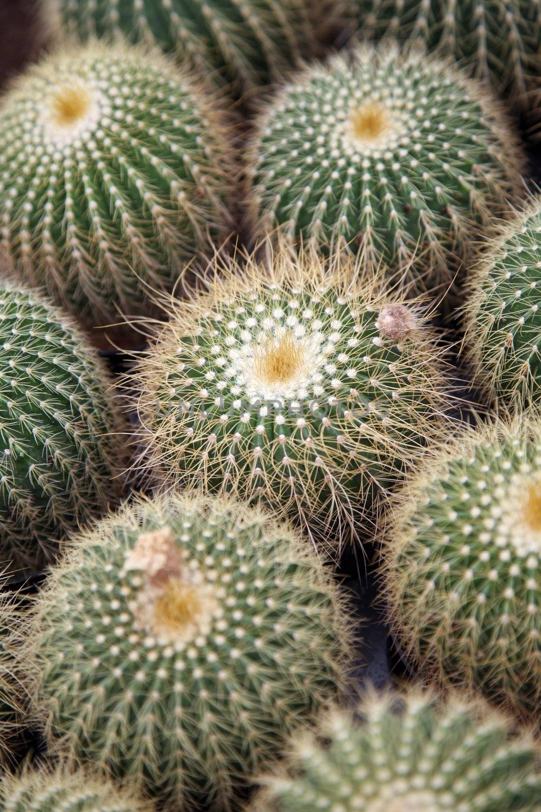 Cactus