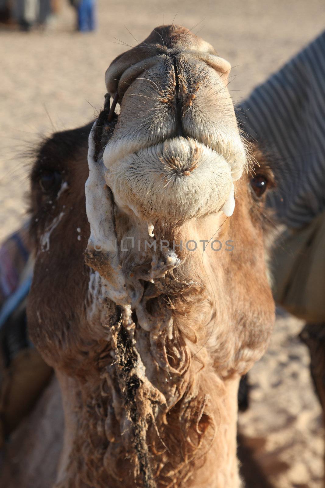 Head of a camel on safari