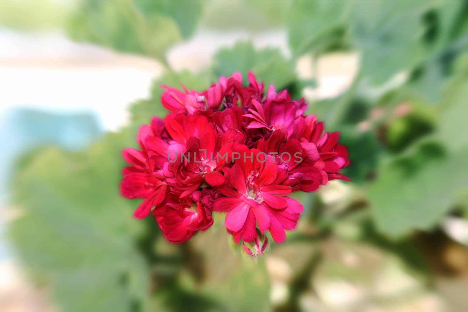Red flower