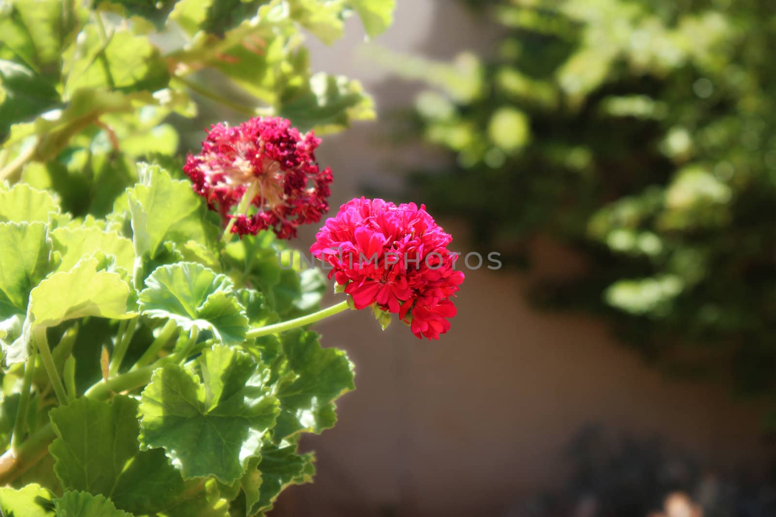 HD Red Flower