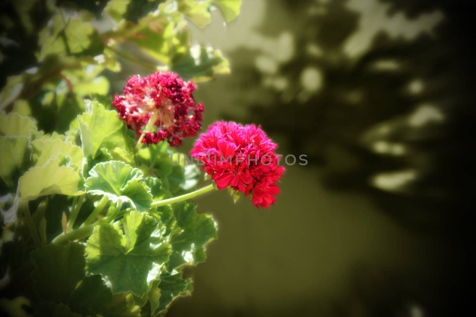 HD Red Flower