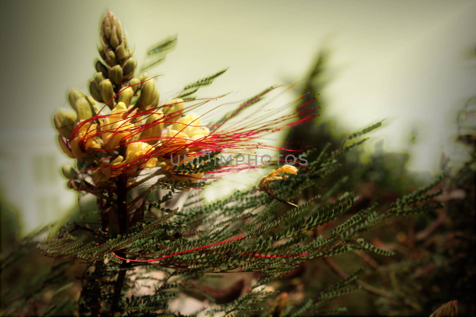 Beautiful Dancing Flower