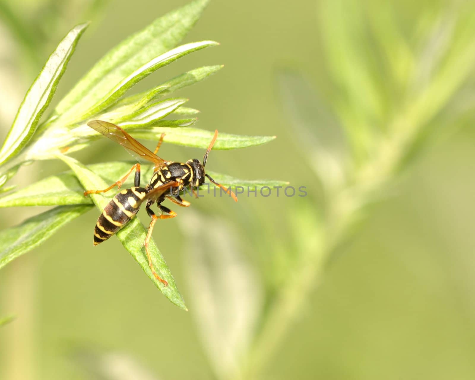 A wasp perched on top of a plant leaf.