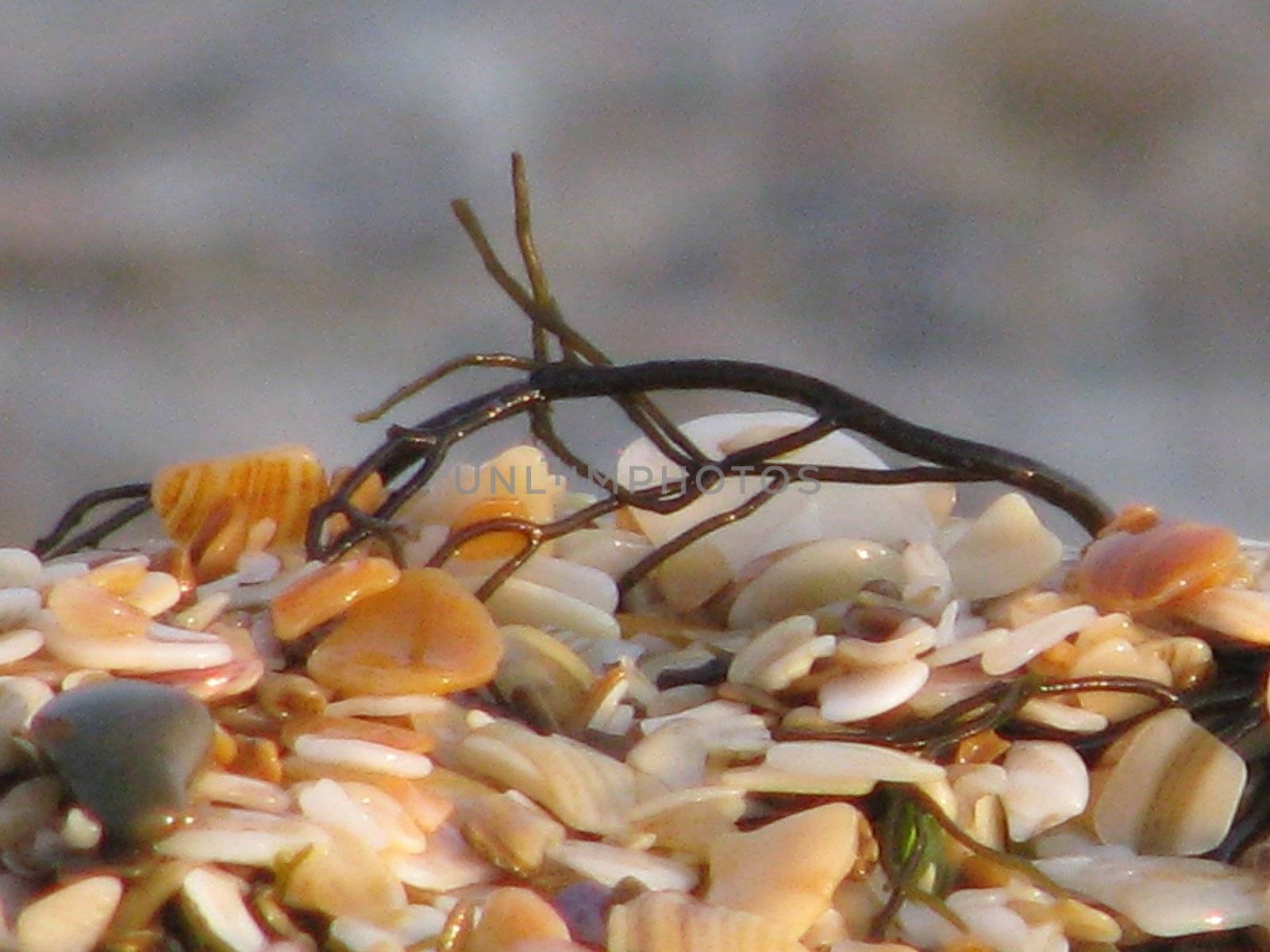 Alga piece on a shelly beach