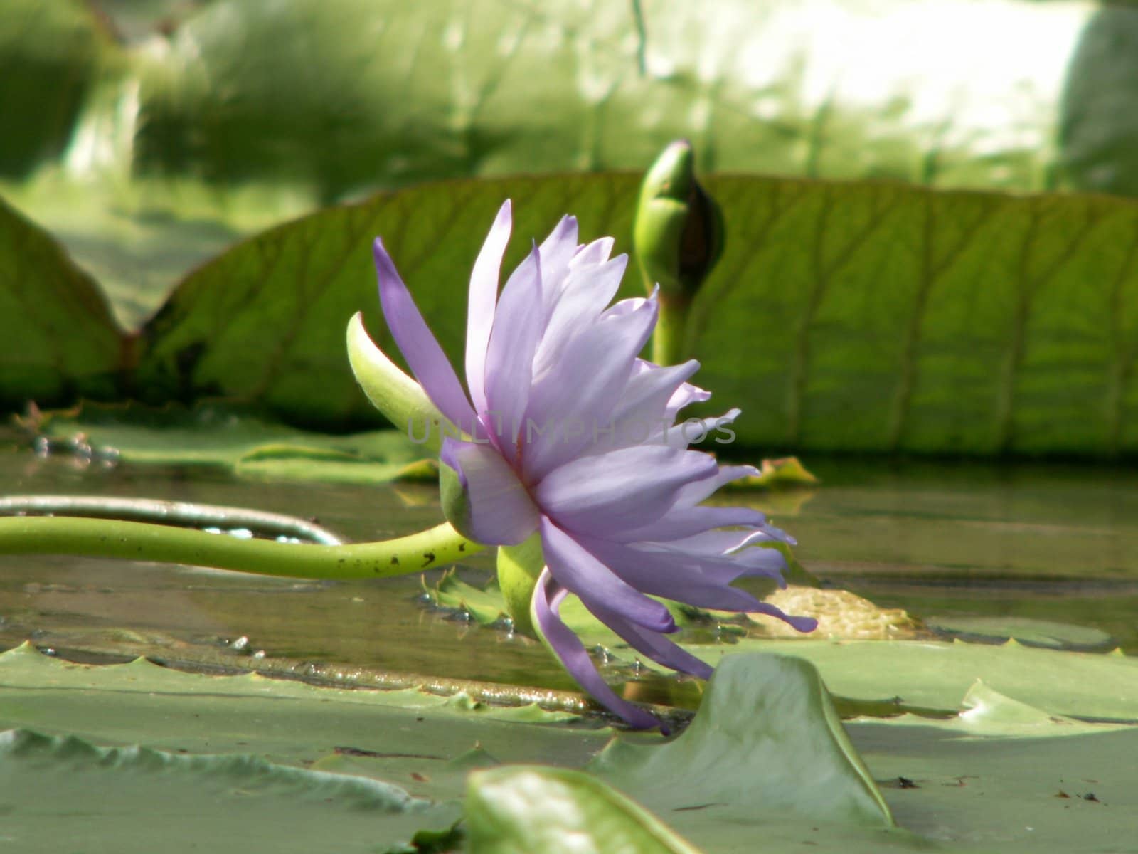 Lilac water-lily in an overgrown pond