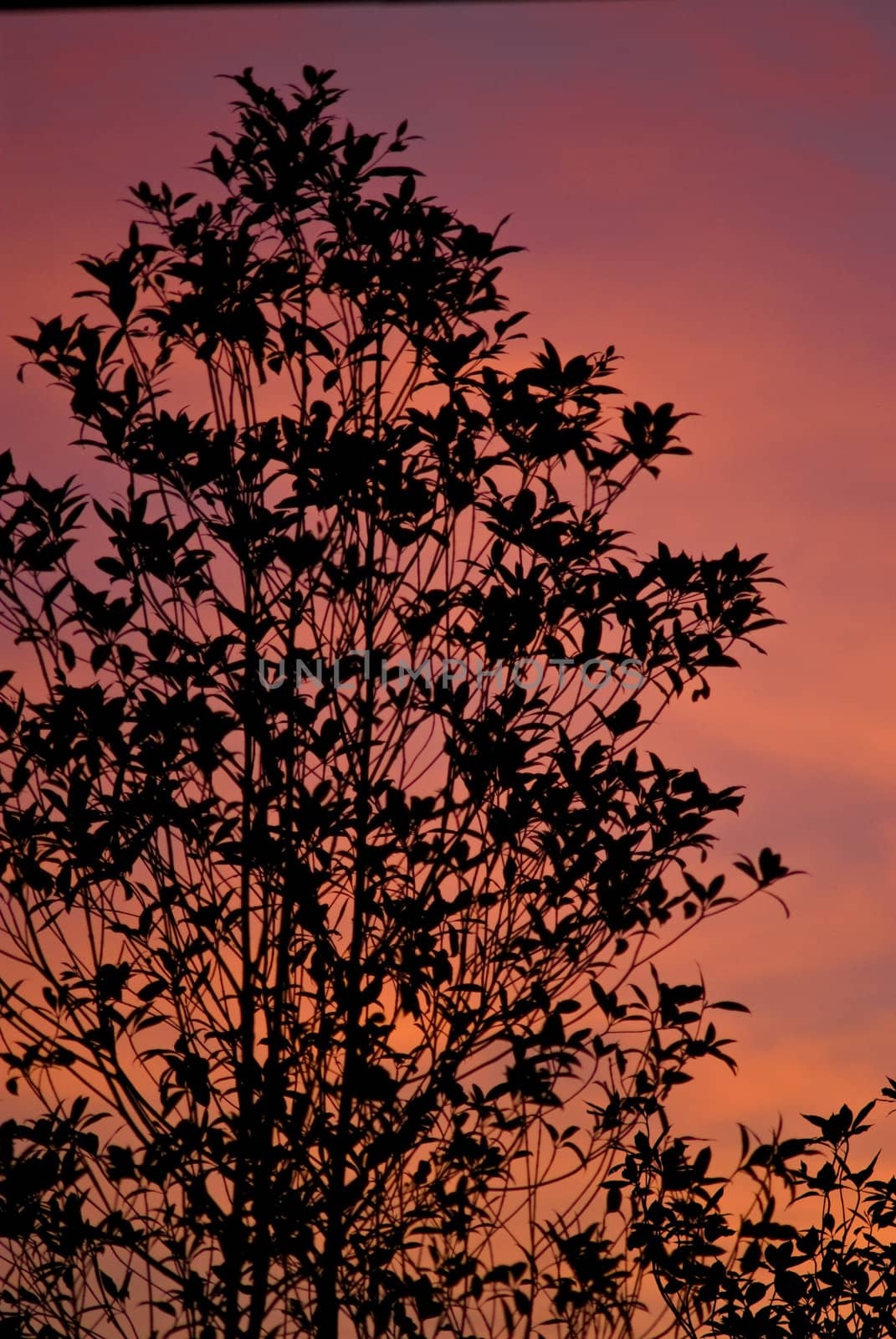 Tree silhouette with nice sunset sky